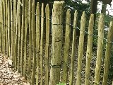 Kastanje pallisade, gepunt, geschild, foto 1