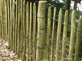 Kastanje pallisade, gepunt, geschild
